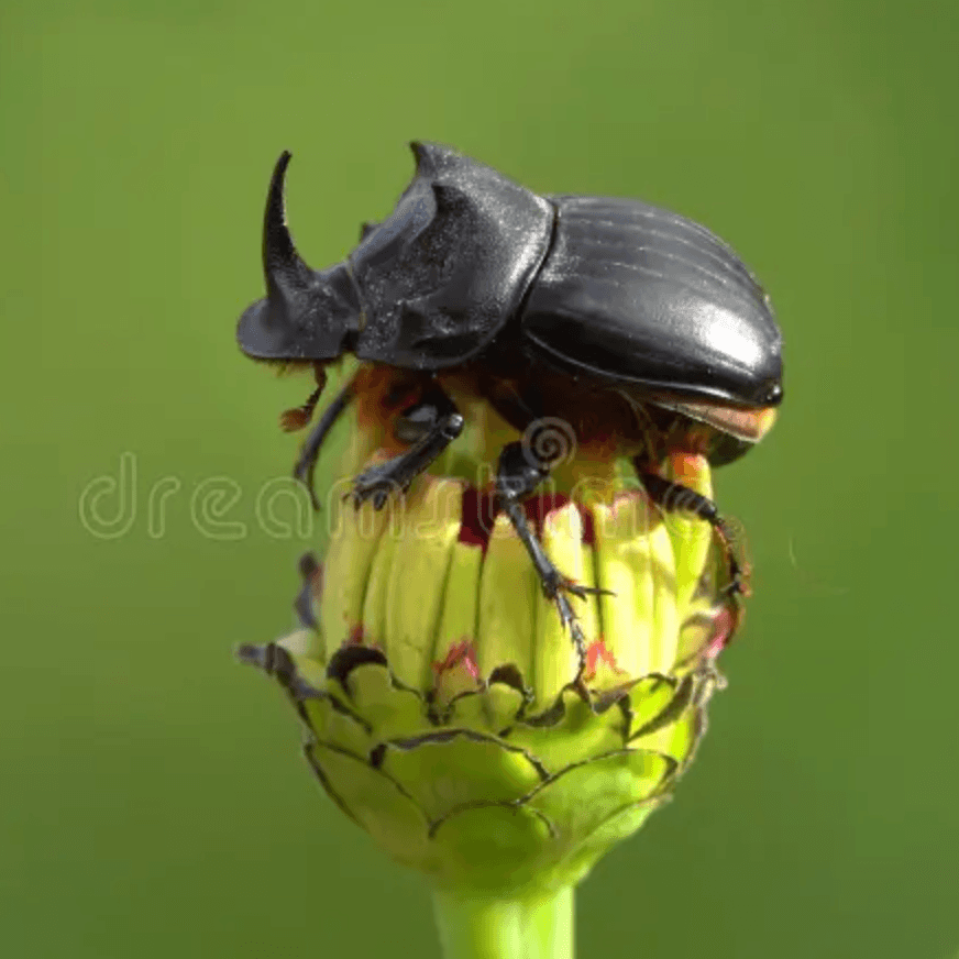 Dung Beetle