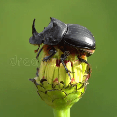 Dung Beetle
